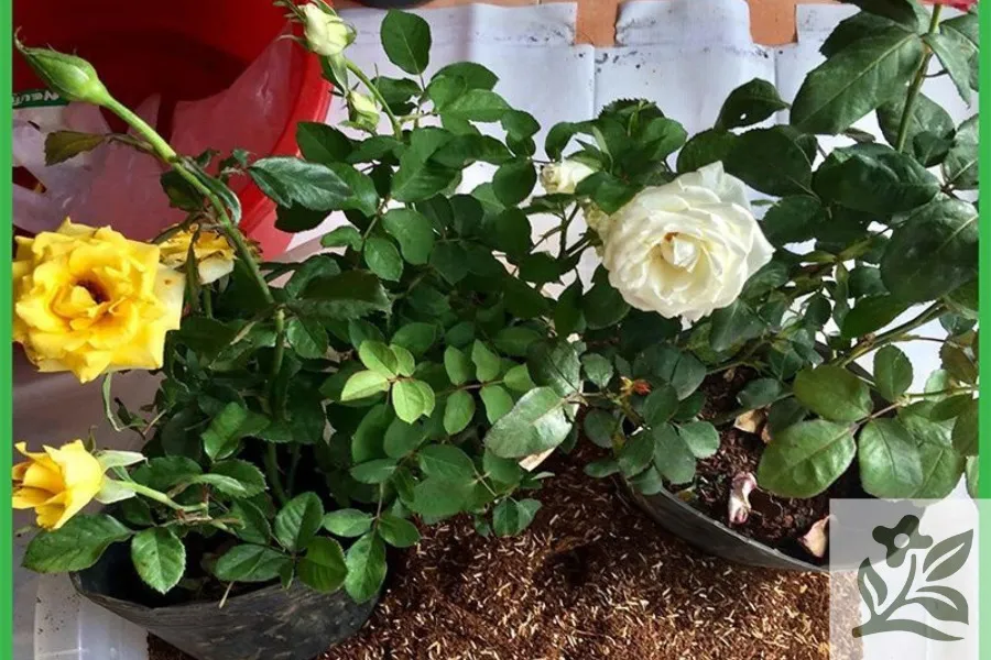 Một người đang kiểm tra và lựa chọn các loại cây hoa hồng giống