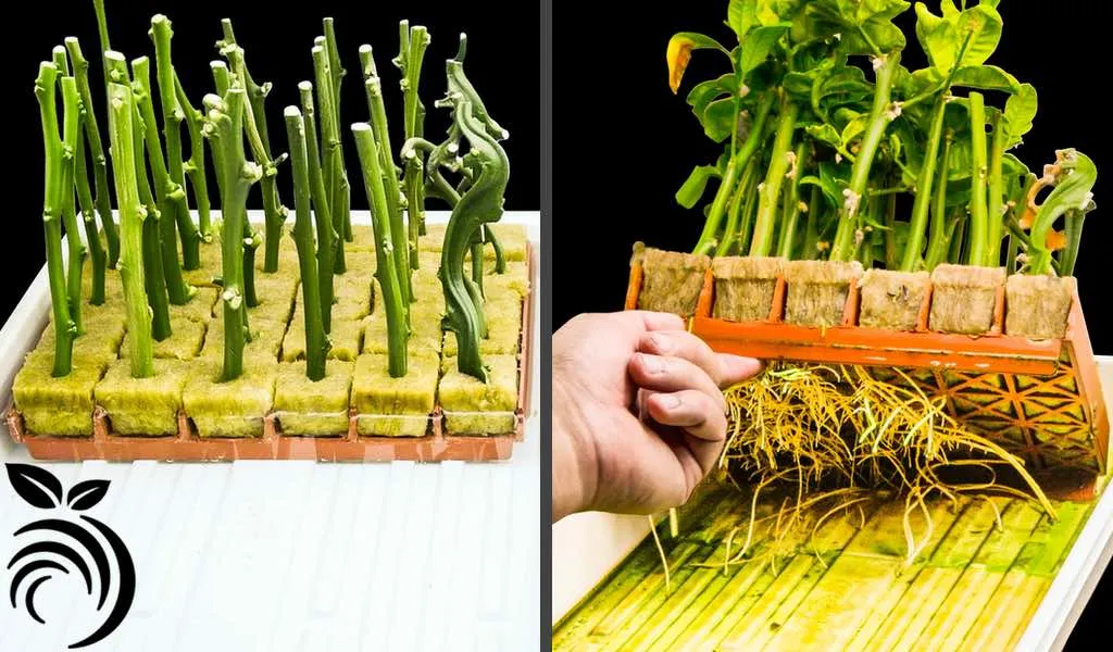 Một người làm vườn đang cẩn thận quấn băng dính quanh mối ghép cành trên thân cây cảnh