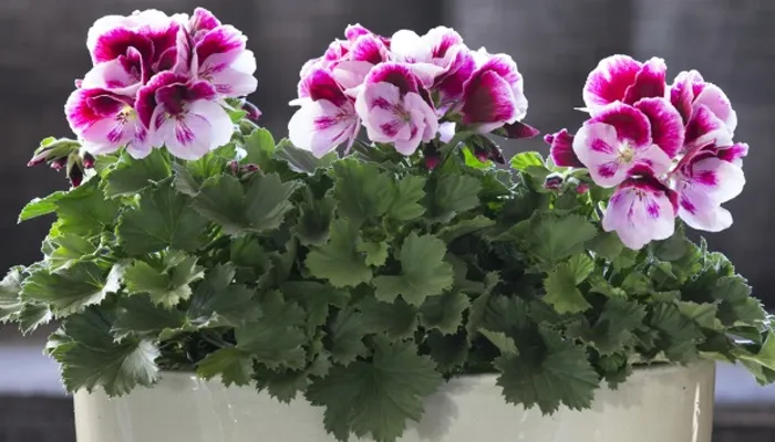 Một số công dụng của hoa phong lữ thảo trong trang trí và y học