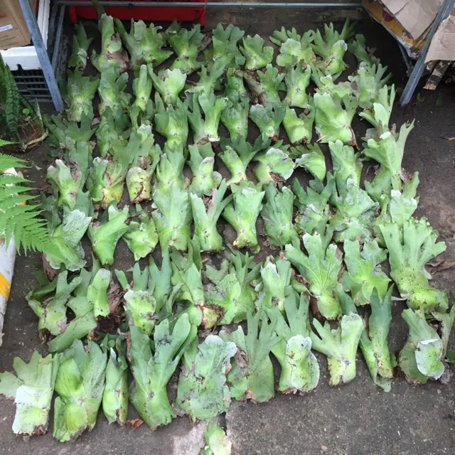 Một Số Dáng Cây Ổ Rồng Cảnh Có Kích Thước Lớn Và Giá Trị Cao