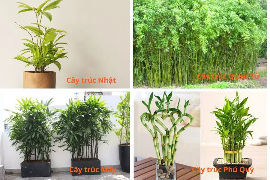 Một số dòng trúc được trồng phổ biến tại Việt Nam.