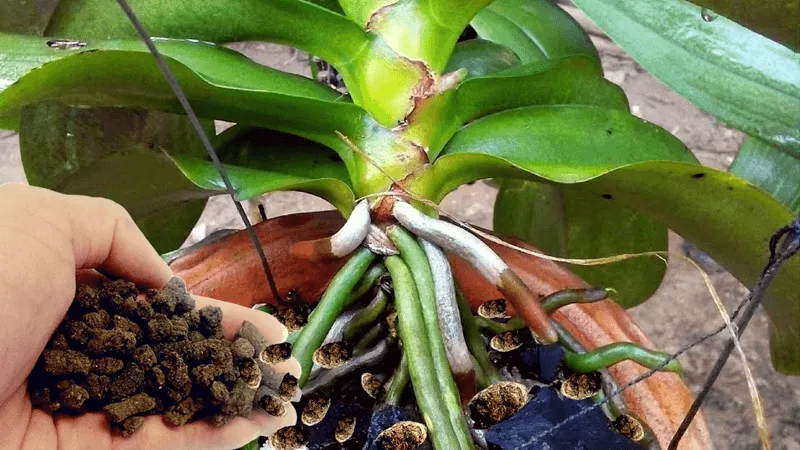 Một số loại phân bón thích hợp dùng để trồng cây