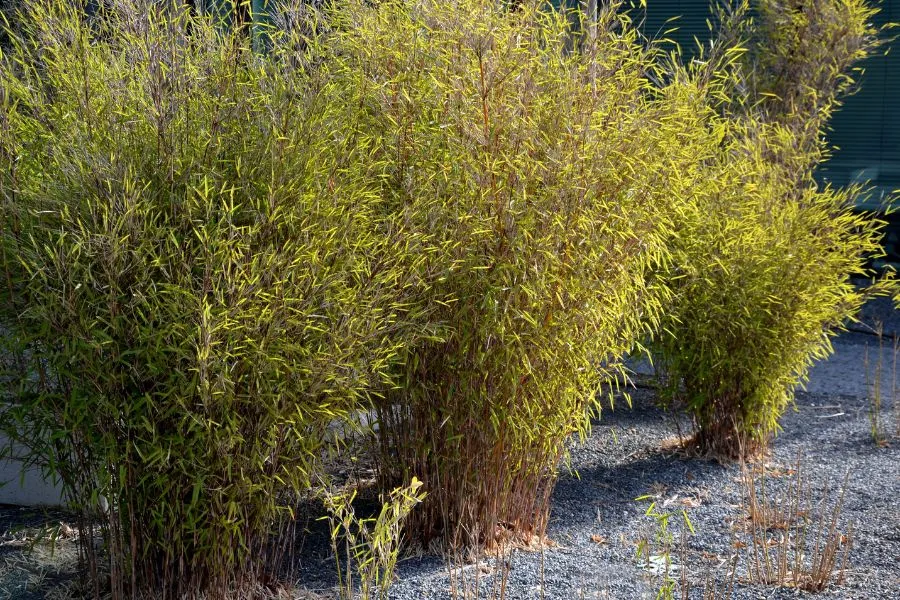 Một số lưu ý bạn cần biết khi trồng và chăm sóc cây trúc tại nhà.