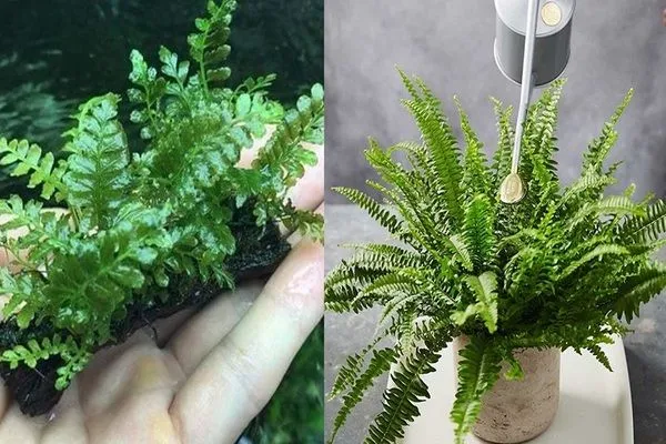 Một số mẹo trồng và chăm sóc cây dương xỉ cổ đại