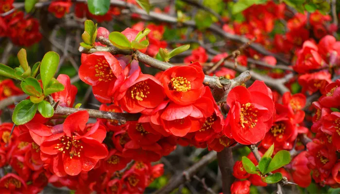 Một số ý nghĩa tốt đẹp của cây mai đỏ