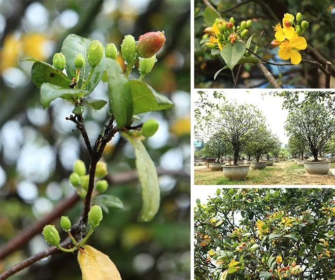 Một vườn ươm chuyên nghiệp các giống mai tứ quý tại Việt Nam