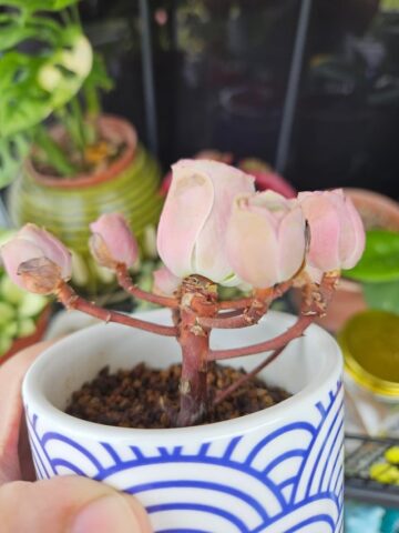 cách Chăm Hoa Sen Đá Chuẩn Chuyên Gia Tại Nhà