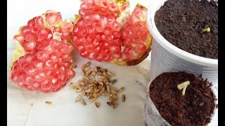 Cách Trồng Cây Lựu Từ Hạt Chi Tiết Từng Bước Tại Nhà