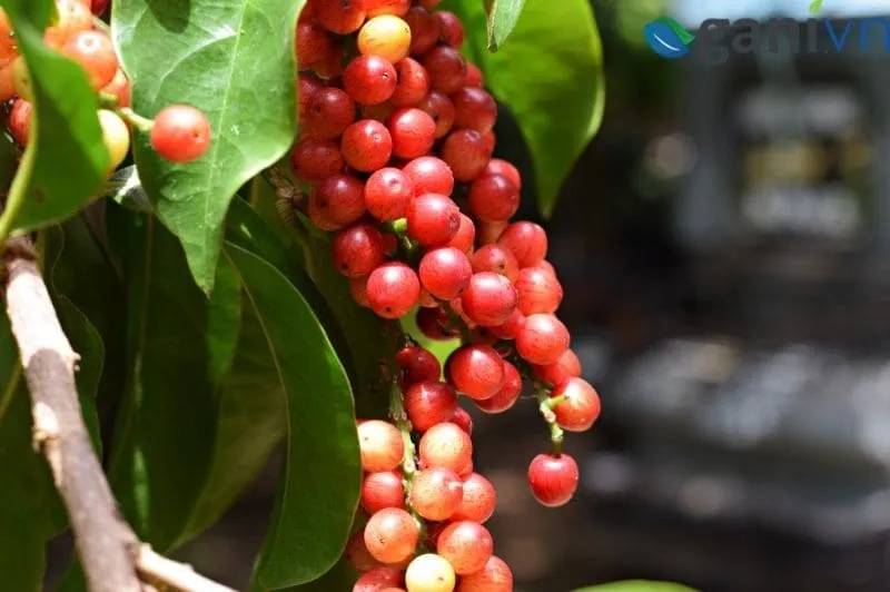 Mua Bán Cây Chòi Mòi Rừng Ở Đâu tại TpHCM, Hà Nội?