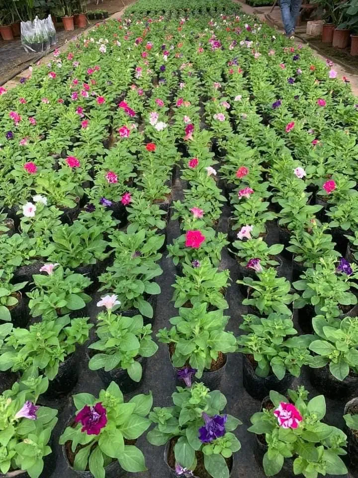 Mua cây giống dạ yến thảo tại các cơ sở uy tín để đảm bảo chất lượng và giá cả hợp lý