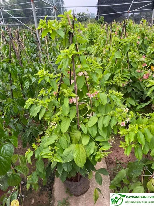 Mua cây sử quân tử ở Hà nội