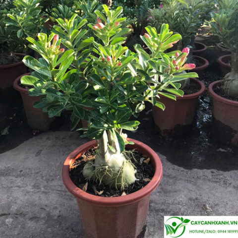 Cách Trồng Cây Sứ Con: Hướng Dẫn Chi Tiết Từ A Đến Z Để Cây Nhanh Lớn