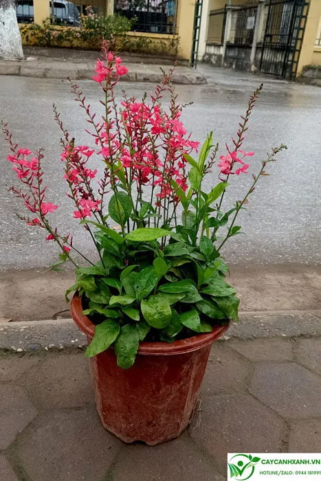 Mua cây xích hồng trà