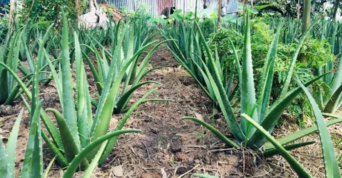 Mua giống nha đam mỹ ở Đà Nẵng; đam; thực hiện; đơn giản; trị nám; lợi ích; tự nhiên; tàn nhang.