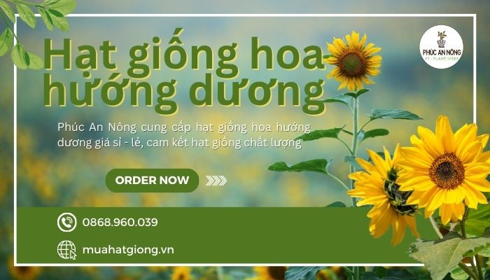 Cách Chăm Sóc Hoa Hướng Dương Lùn Chuẩn Chuyên Gia Tại Nhà