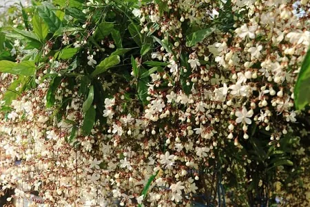 Mùa hoa dạ ngọc minh châu nở rộ, rực rỡ