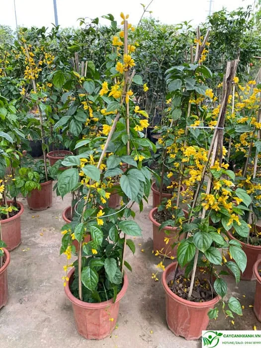 Mua lan hoàng dương ở Hà Nội