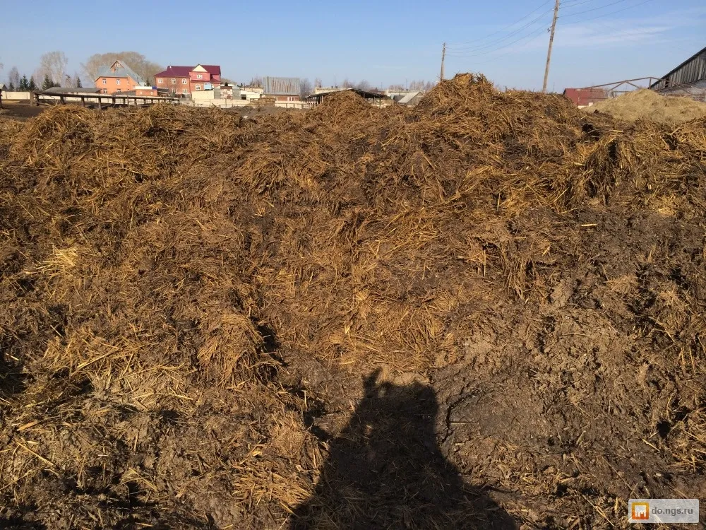 Mùn bón lót cho củ thủy tiên