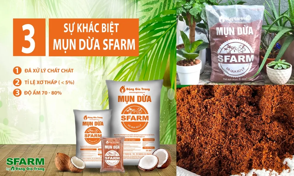 Mụn dừa là vật liệu quan trọng để trộn đất, hỗ trợ tối đa cách trồng cây dừa cảnh trong chậu.