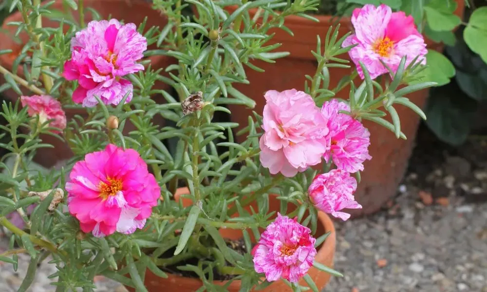 Mười giờ Nhật Bản với đường kính hoa lớn