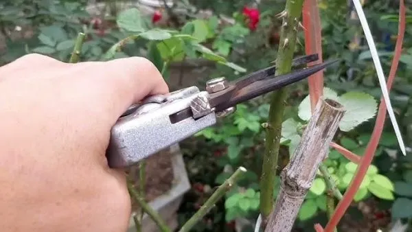 Muốn hoa hồng nở đẹp phải cắt tỉa đúng cách
