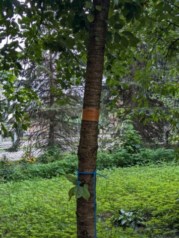 có Nên Mua Đất Trồng Cây Lâu Năm Không: Phân Tích Rủi Ro Và Lợi Ích Đầu Tư