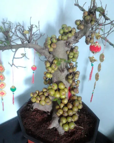 Nắm bắt điều kiện sinh trưởng cây sung cảnh rất có lợi cho kỹ thuật trồng và chăm sóc cây cảnh bonsai