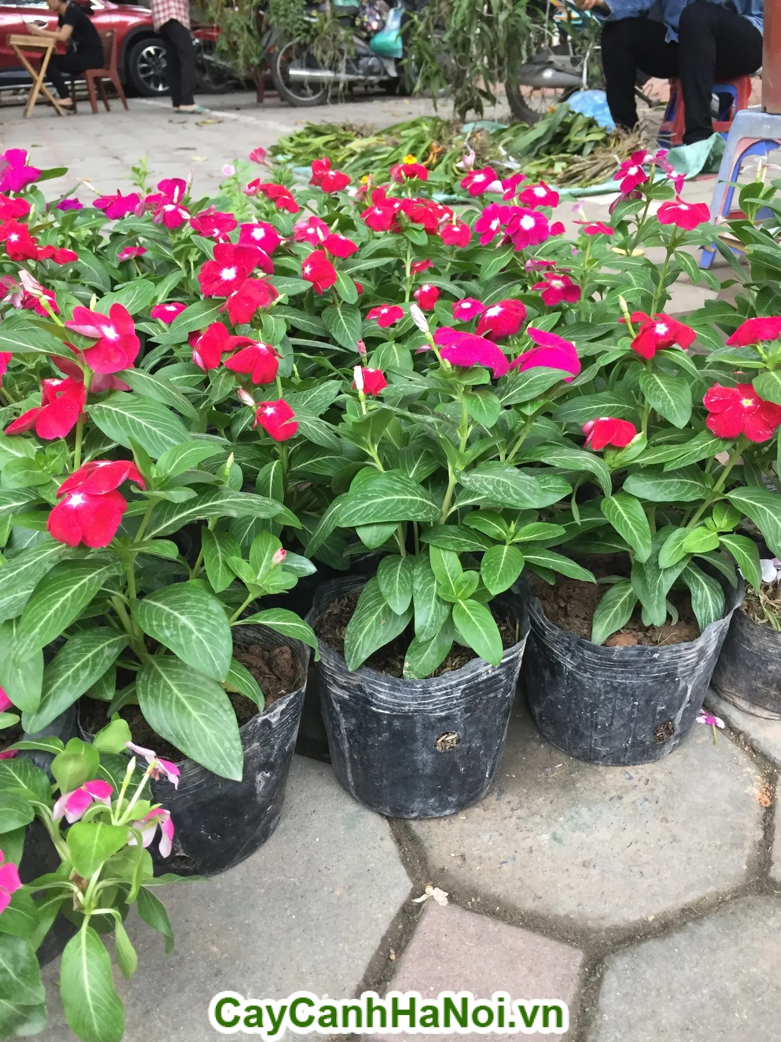 Năm chậu hoa dừa cạn nhiều màu sắc khác nhau