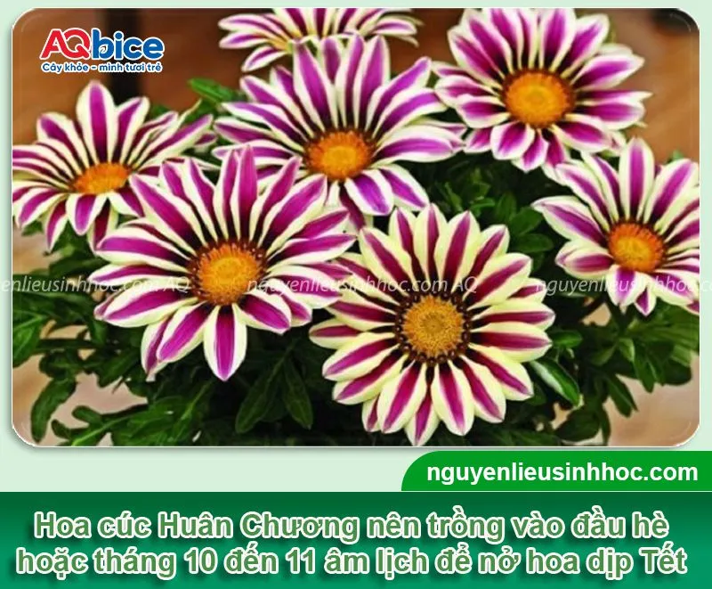 Nên chọn thời điểm trồng hoa cúc Huân Chương phù hợp trong năm tại địa phương