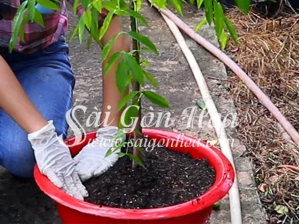 Nén đất nhẹ nhàng để giữ cây cóc chắc chắn