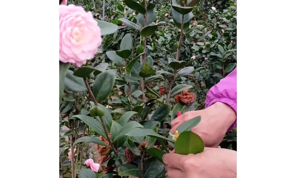 Nên thực hiện cắt tỉa hoa trà thường xuyên và đúng thời điểm để loại bỏ cành bệnh, tạo tán cây đẹp