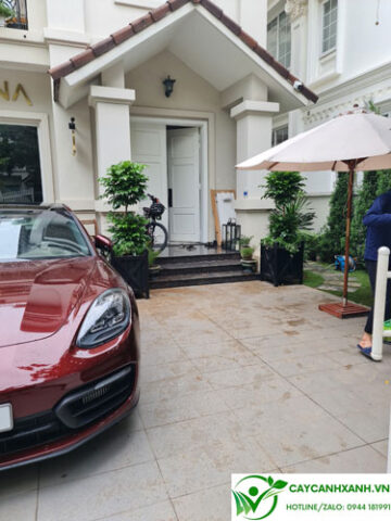 Nên Trồng Cây Bóng Mát Gì Trước Nhà Để Thu Hút Tài Lộc và May Mắn?