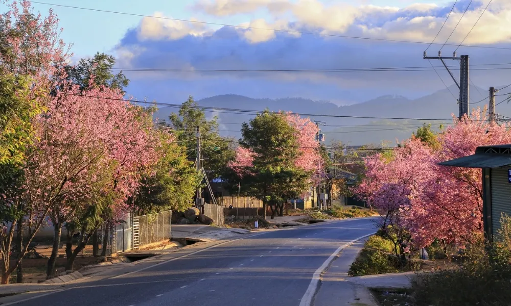 Nên trồng cây ở nơi cao ráo và có nhiều ánh sáng