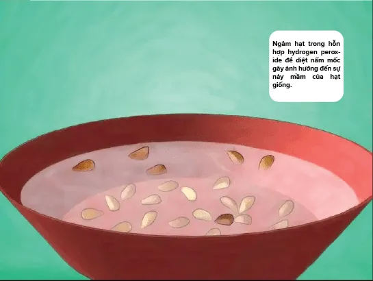 Ngâm hạt hoa Hồng trong dung dịch diệt nấm mốc