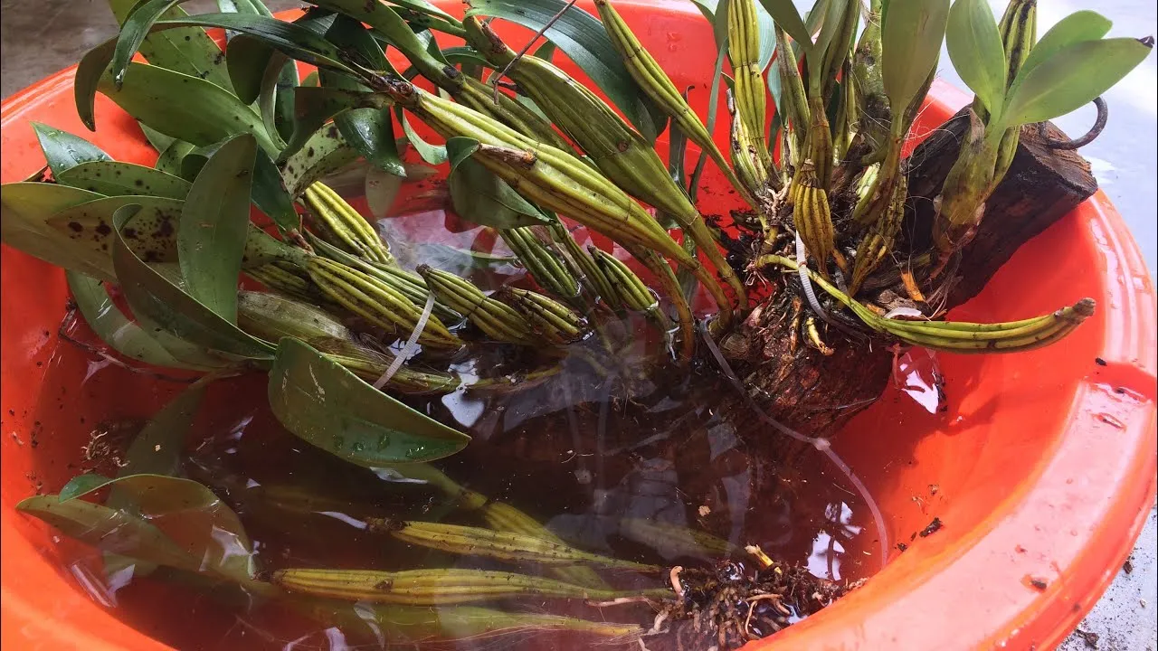 Ngâm lan hoàng lạp giống trong dung dịch Physan để khử trùng mầm bệnh