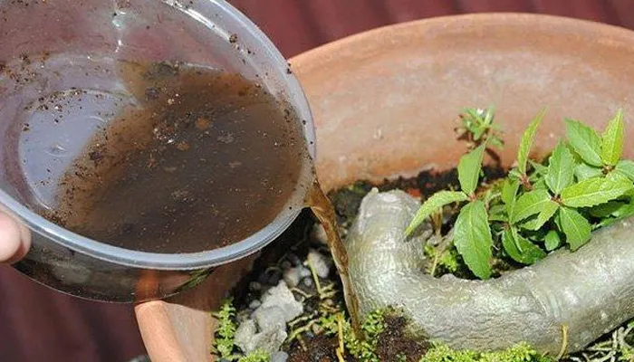 Ngâm phân dơi trước khi bón cho cây