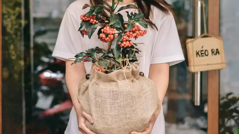 Ngân kim lượng có thể tìm mua được ở các cửa hàng bán hoa hoặc cây cảnh uy tín