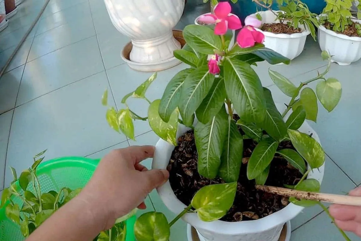 Ngoài gieo hạt bạn có thể nhân giống hoa Dừa cạn bằng cành giâm chuyên nghiệp