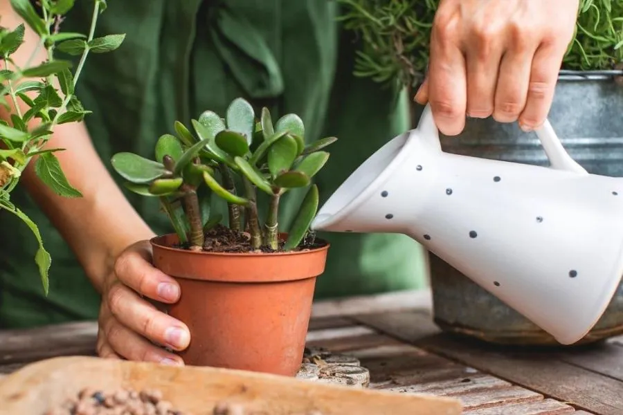 Ngọc Bích là một loại cây mọng nước nên nó dễ dàng chịu được hạn hán. Điều quan trọng là không cho phép độ ẩm quá mức.