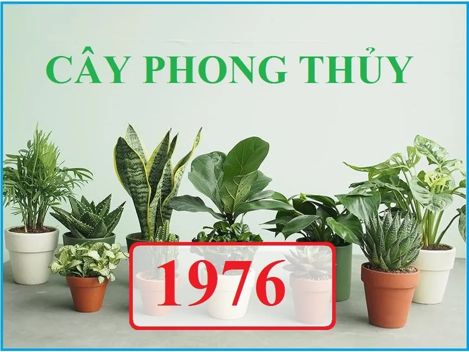 Người Bính Thìn thường cởi mở, chan hòa và sống tình cảm với những người xung quanh, nhưng cần cây cảnh để củng cố sự nghiệp.