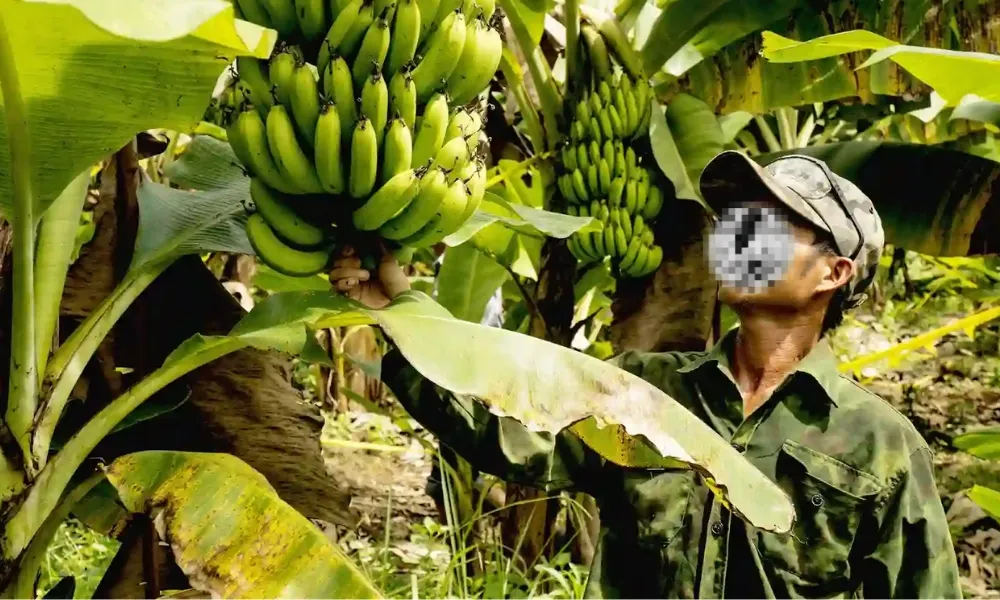 Người dân đang thu hoạch buồng chuối, đánh dấu kết thúc chu kỳ sinh trưởng của cây mẹ.