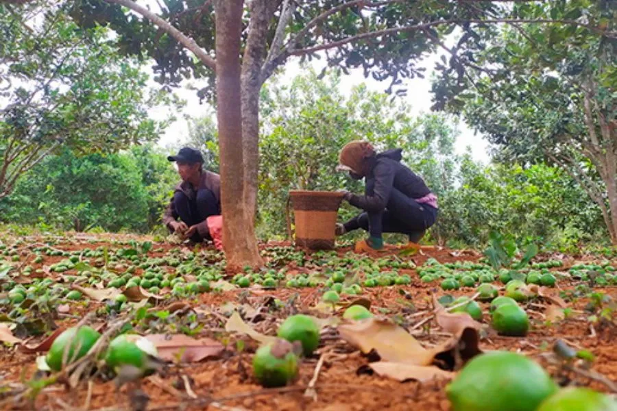 Người dân đang thu hoạch mắc ca theo cách trồng cây mắc ca và quy trình thu hoạch đúng kỹ thuật