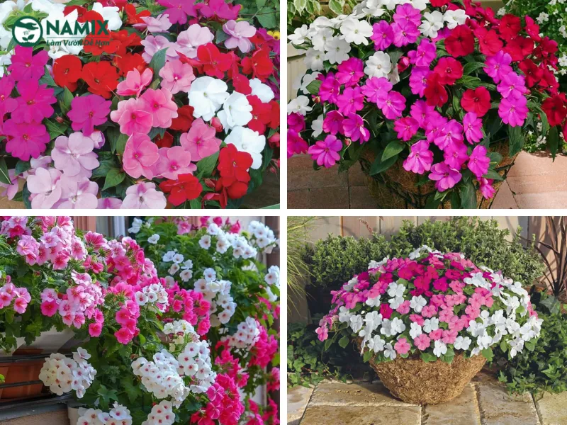 Người đang tưới nước cho cây ngọc thảo, lưu ý về kỹ thuật tưới nước đúng cách để chăm sóc cây ngọc thảo