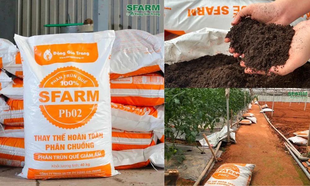 Người làm vườn đang bón phân hữu cơ cho gốc cây thanh mai, minh họa kỹ thuật chăm sóc cây.