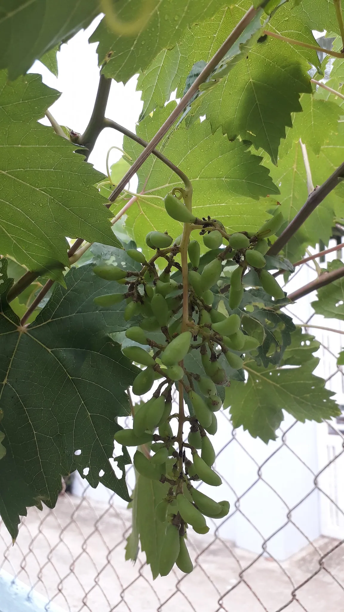 Người làm vườn đang bón phân hữu cơ cho gốc nho, minh họa kỹ thuật bón phân trong cách chăm sóc cây nho hiệu quả.