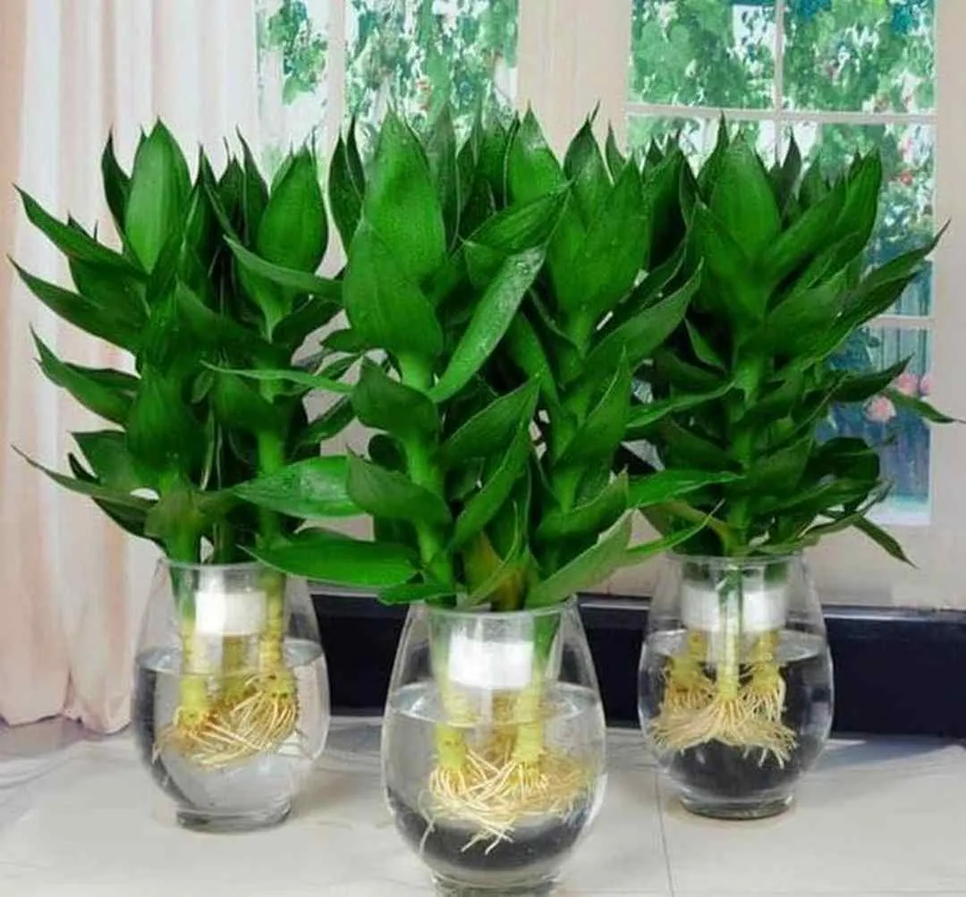 Người làm vườn đang kiểm tra chậu cây thần tài trong nhà kính