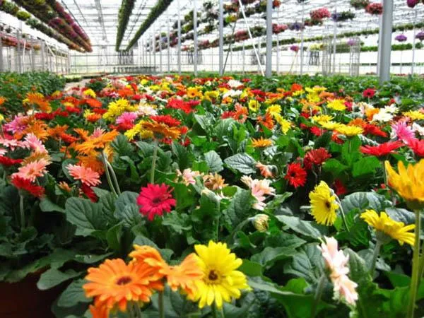 Người làm vườn đang kiểm tra luống hoa đồng tiền