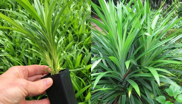 Người làm vườn đang thu hoạch những lá dứa xanh tươi bằng cách cắt sát gốc cây