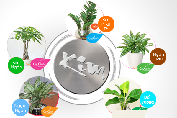 Người Mệnh Kim Nên Trồng Cây Gì Trước Cửa Nhà Chuẩn Phong Thủy