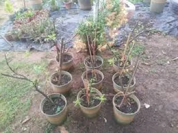 Người nông dân đang chăm sóc cây mận hậu con trong chậu, minh họa các bước trồng cây mận hậu trong chậu